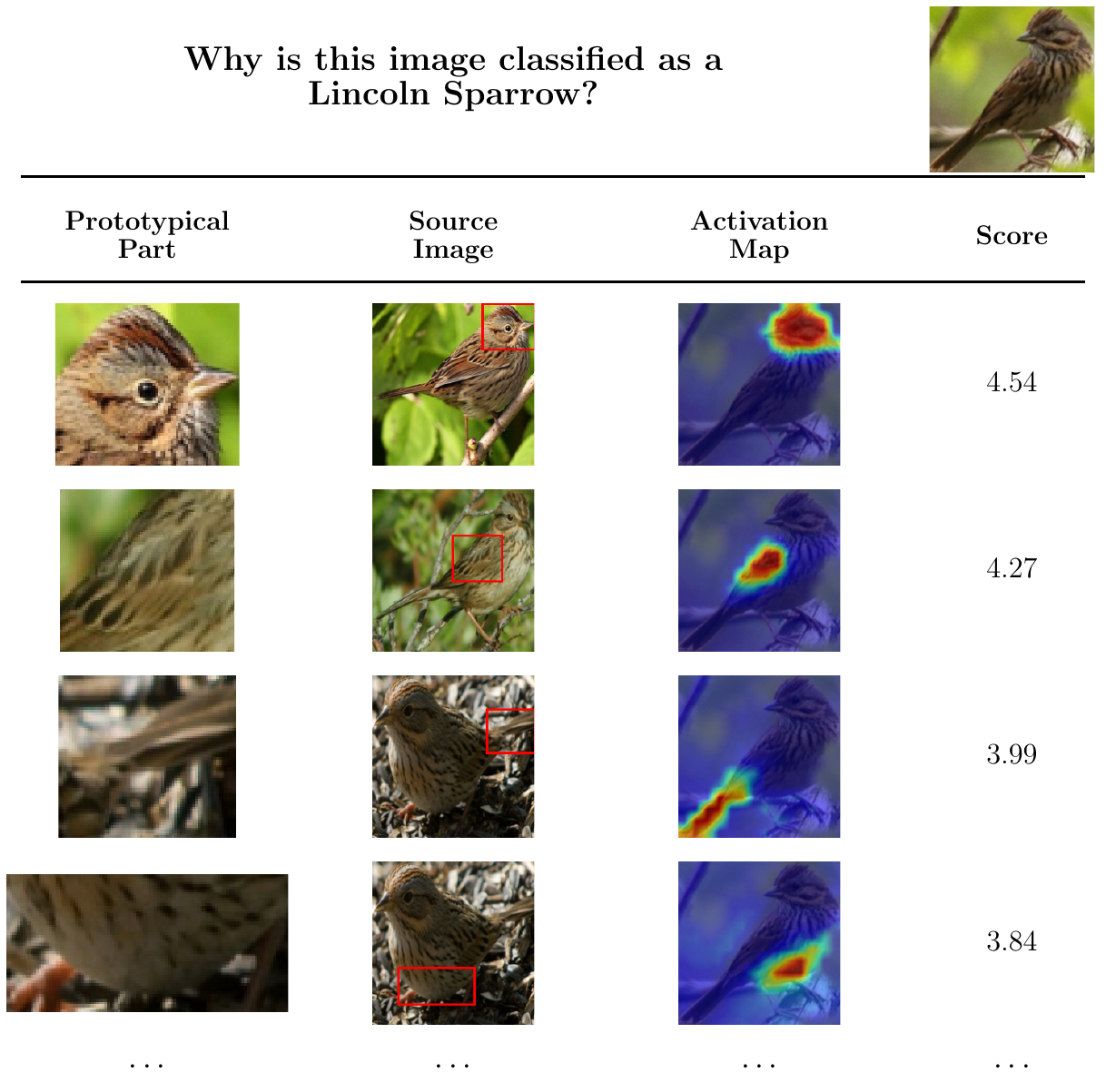 Additional CUB why-table example with complementary prototype responses over multiple bird parts.